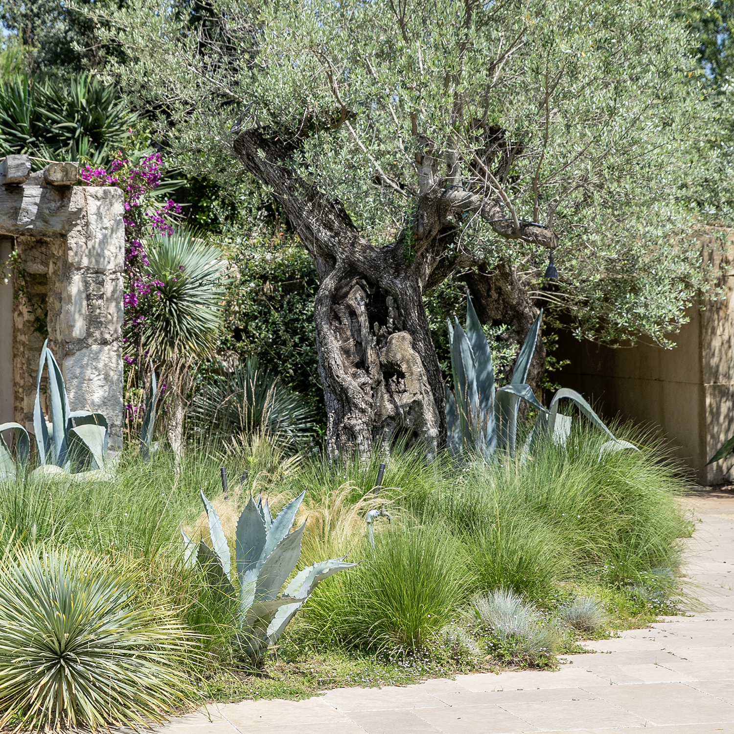 Plantes d'exception provence jardin alpilles luberon